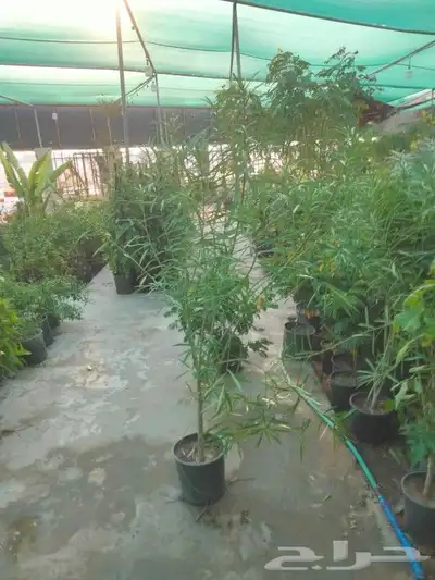 مشتل زراعي بالدمام 0