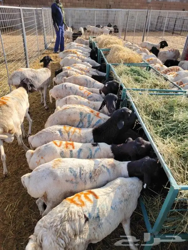 غنم للبيع.. برابر وتيوس للجمله 6