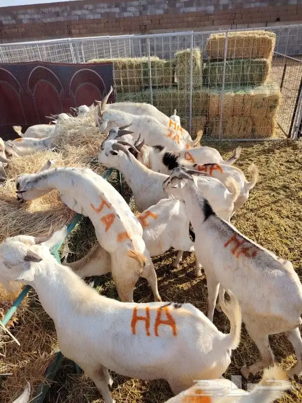 غنم للبيع.. برابر وتيوس للجمله 11