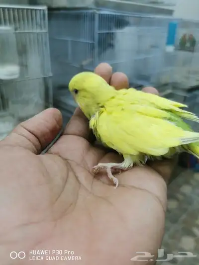 للبيع فروخ حب 1