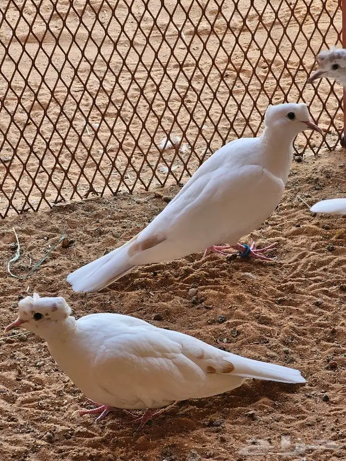 لمحبي النواد جوز يمام ياكريم هولندي كرست مع إنتاجه اليف محجل 1