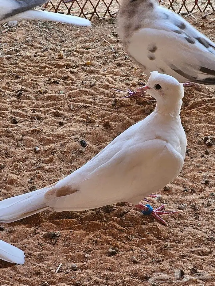 لمحبي النواد جوز يمام ياكريم هولندي كرست مع إنتاجه اليف محجل 0