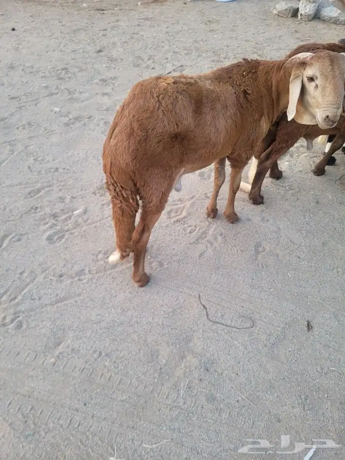 ذبيحتك حري فاخر لباب بيتك وسواكني مربى 1