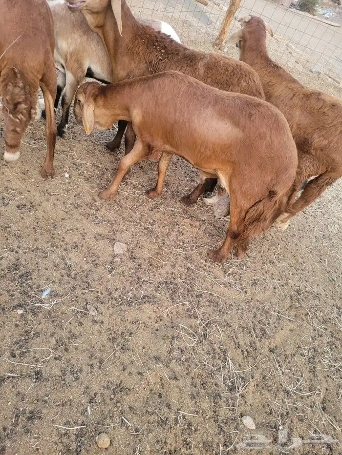 ذبيحتك حري فاخر لباب بيتك وسواكني مربى 3