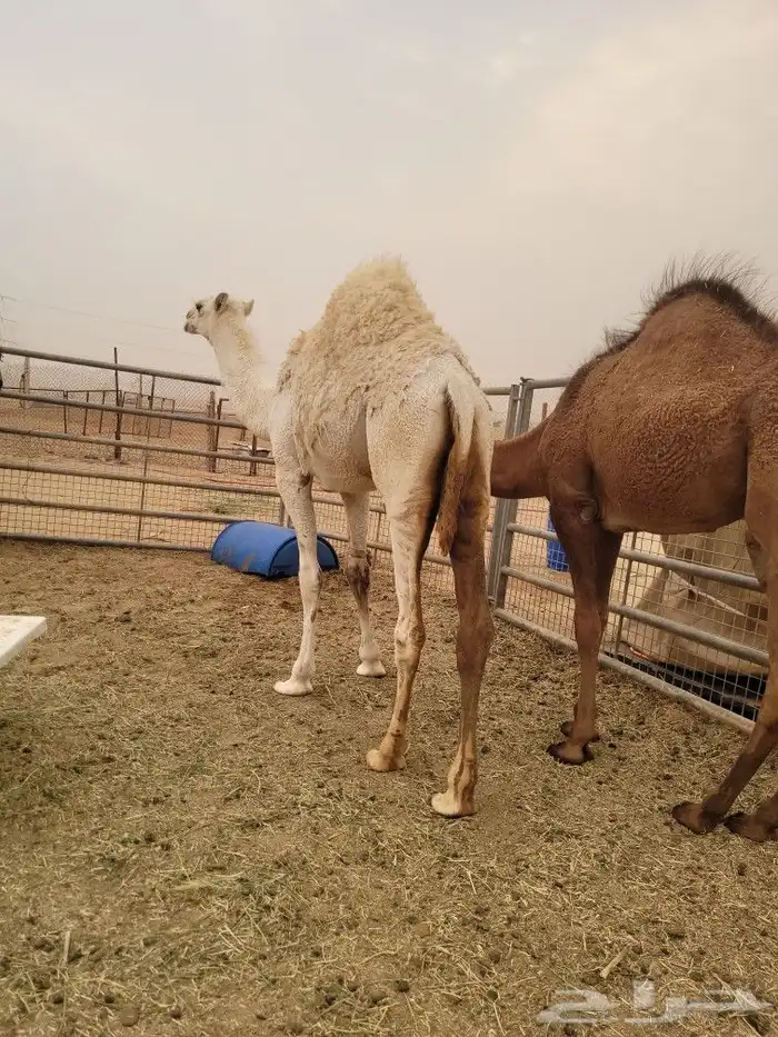 ذبيحتك حري فاخر لباب بيتك وسواكني مربى 11