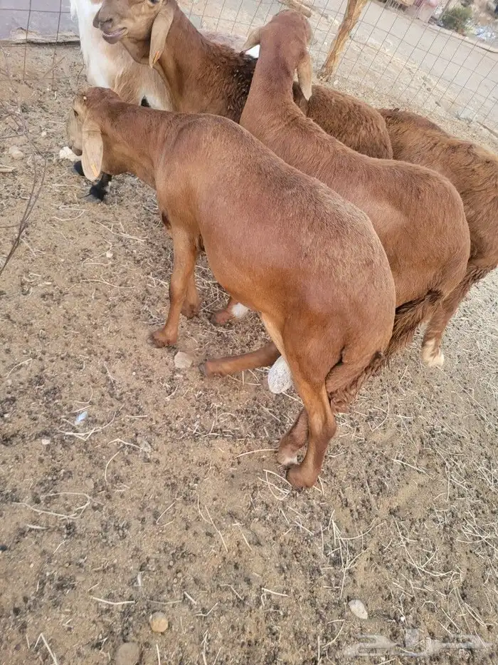 ذبيحتك حري فاخر لباب بيتك وسواكني مربى 4