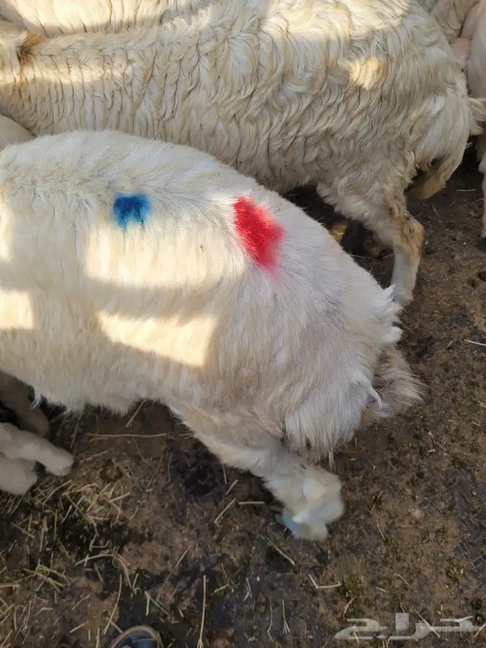 ذبيحتك حري فاخر لباب بيتك وسواكني مربى 13