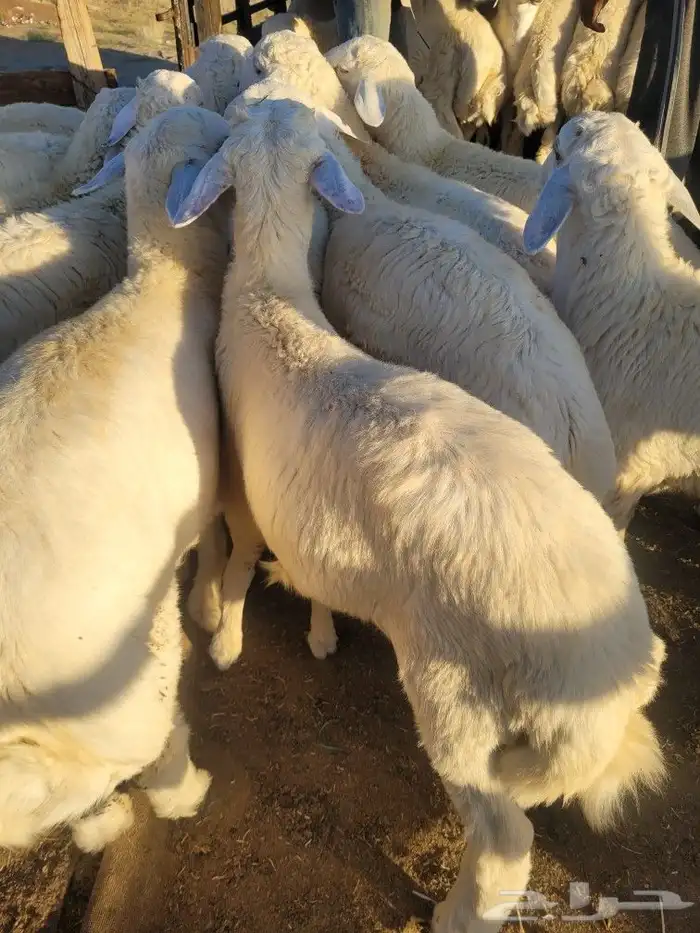 ذبيحتك حري فاخر لباب بيتك وسواكني مربى 14