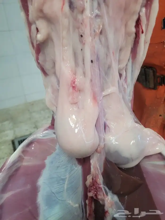 ذبيحتك حري فاخر لباب بيتك وسواكني مربى 10