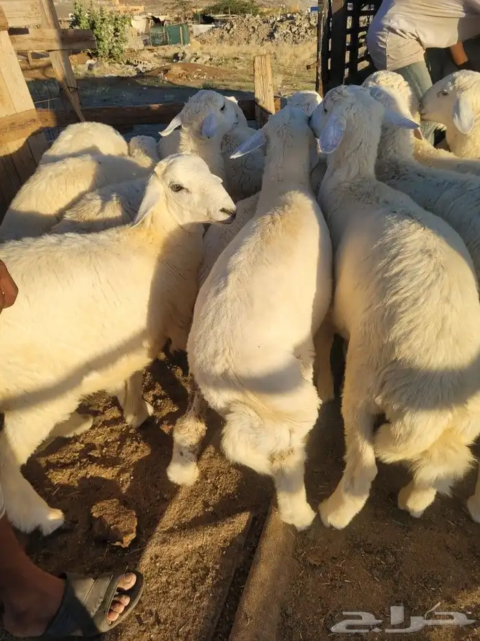 ذبيحتك حري فاخر لباب بيتك وسواكني مربى 15