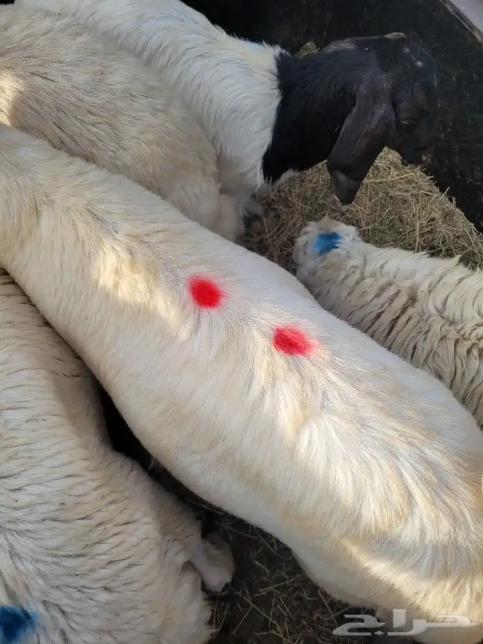 ذبيحتك حري فاخر لباب بيتك وسواكني مربى 12