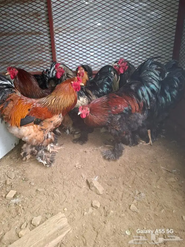 دجاج براهما 3