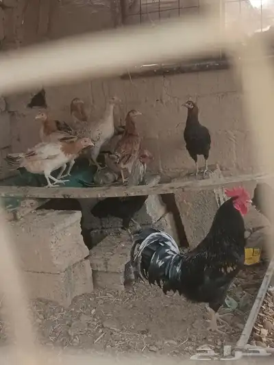 دجاج 1