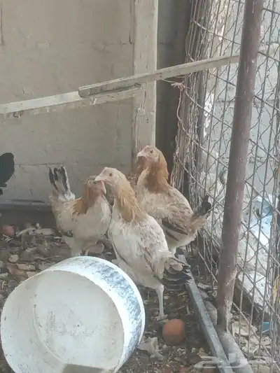 دجاج 2