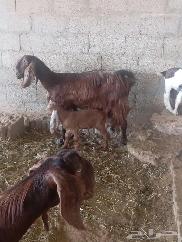 ماعز قبرسيات 4