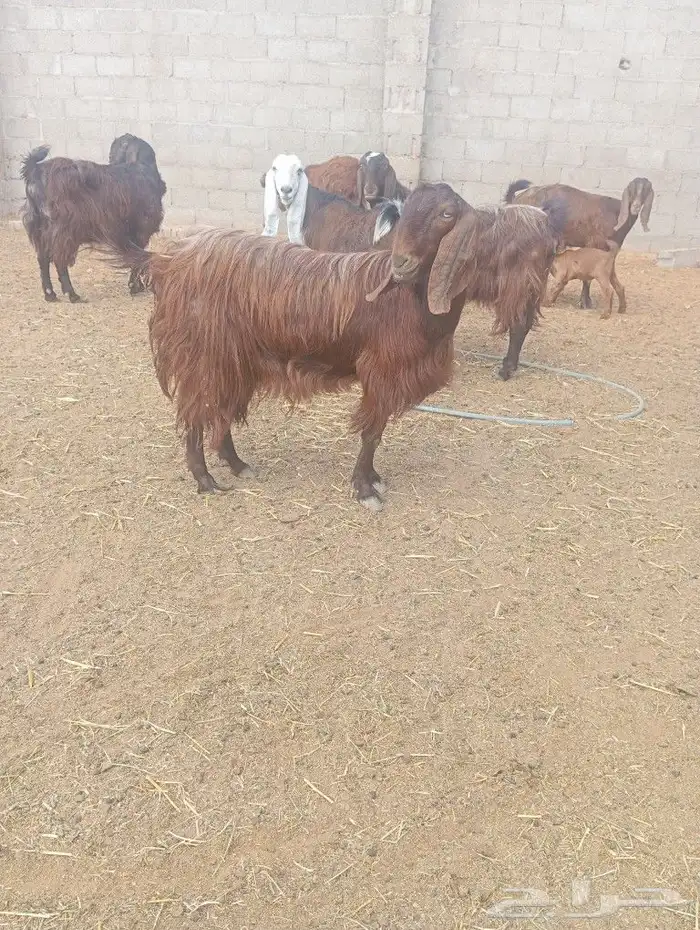 ماعز قبرسيات 0