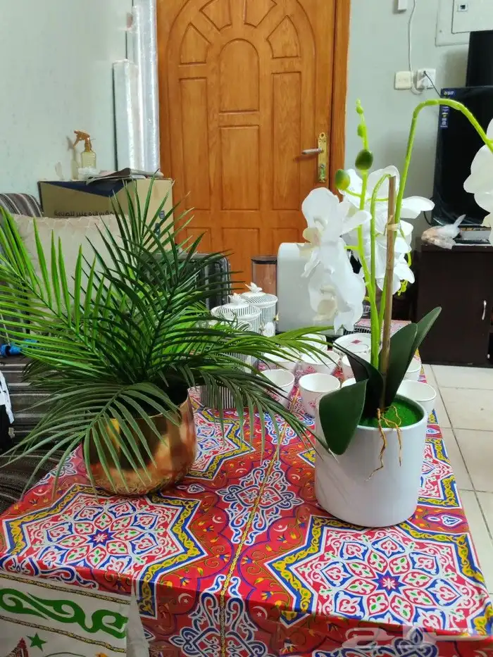 ماكينة القهوة كبسولات نسبرسو مع طقم كاسات مع عدد 2 شجر صغير 6