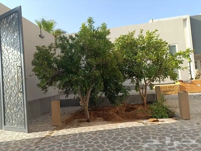 يوجد لدينا حمضيات يوسف فندي برتقال ليمون تين ورمان جوافه 0