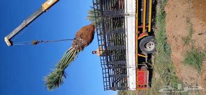 نخل للبيع 8