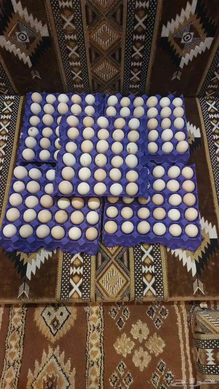 بيض بلدي نضيف جدا 4