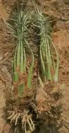 نخل عربي وواشنطن 1