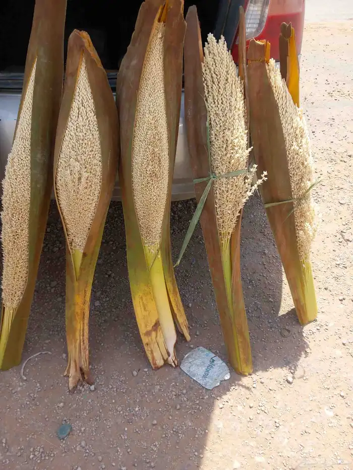للبيع لقاح طازج مضمون نظيف 6