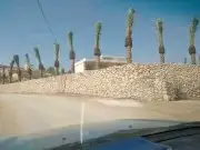 نخل عربي وواشنطن 9