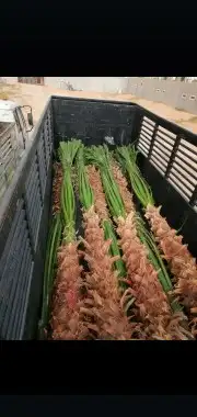 نخيل 1
