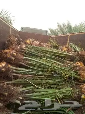 نخل عربي وواشنطن 2