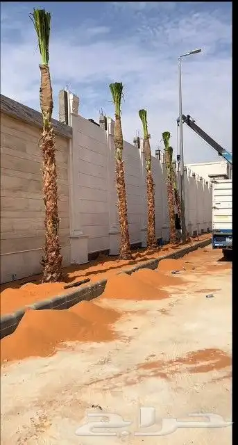 سلام عليكم يوجد الدينا نخل واشنطن زينه البيع 1