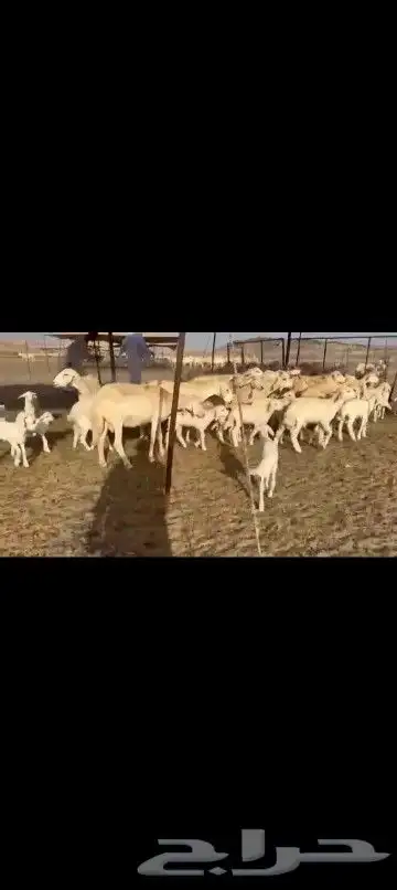 غنم حريات خلفات طيبه عددهااا 35تحتهااا 32 1