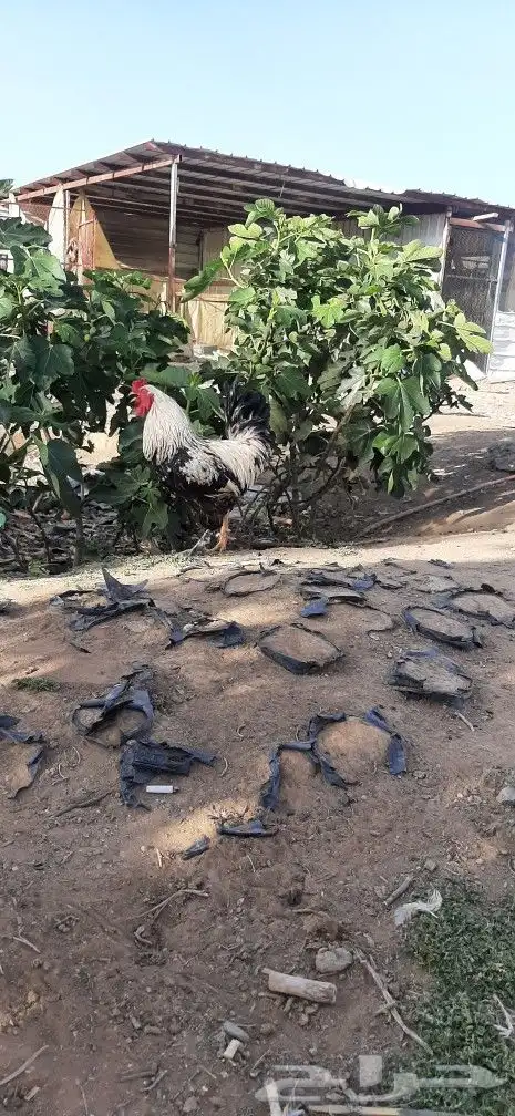 ديك مهجن براهما مع باكستاني 0