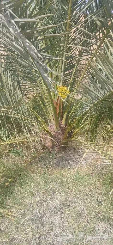 نخل للبيع 2