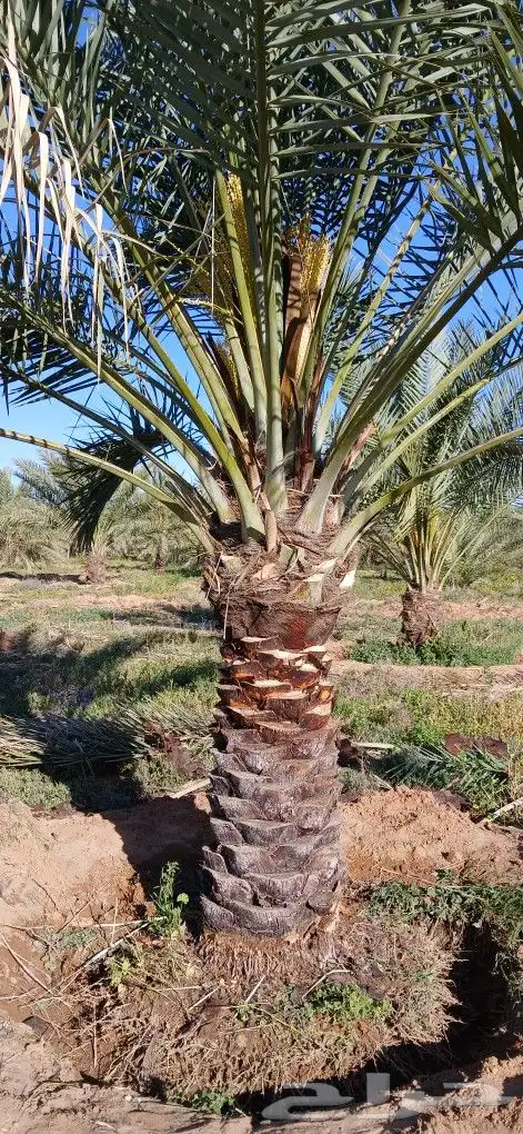 نخل للبيع 4
