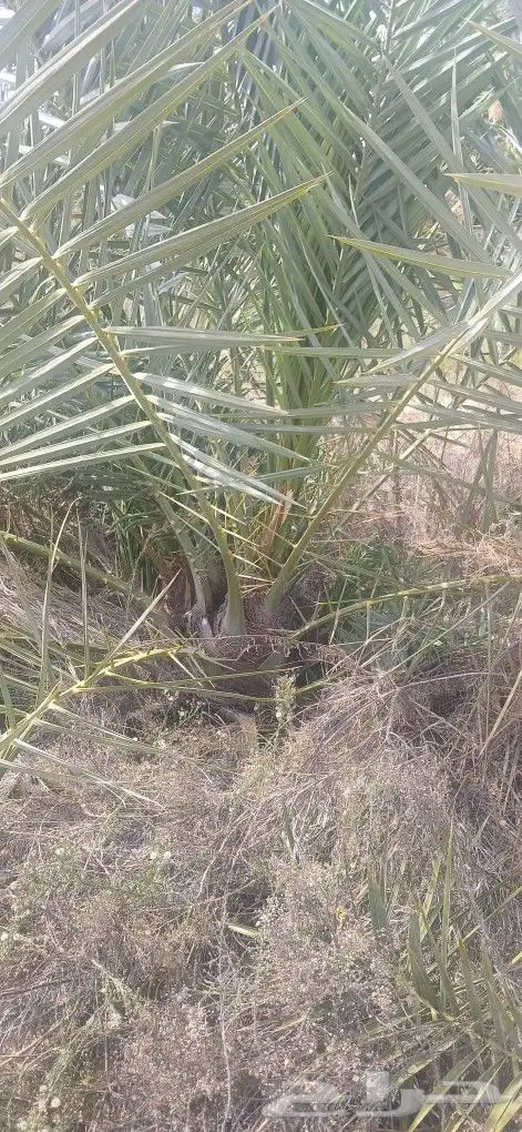 نخل للبيع 3