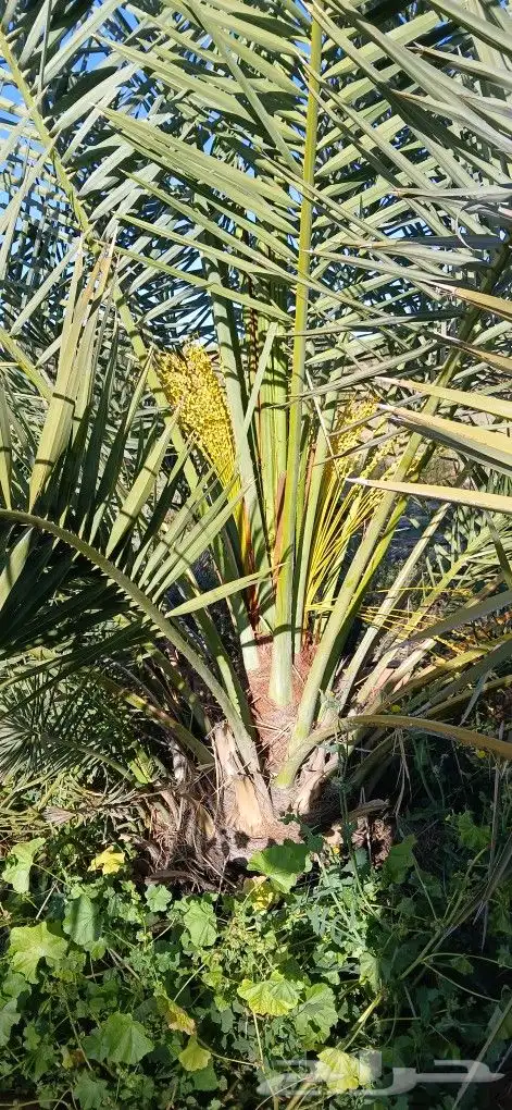 نخل للبيع 0