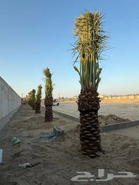 السلام عليكم يوجد لدينا جميع انواع النخل صقعي ومجدوله وهل 1