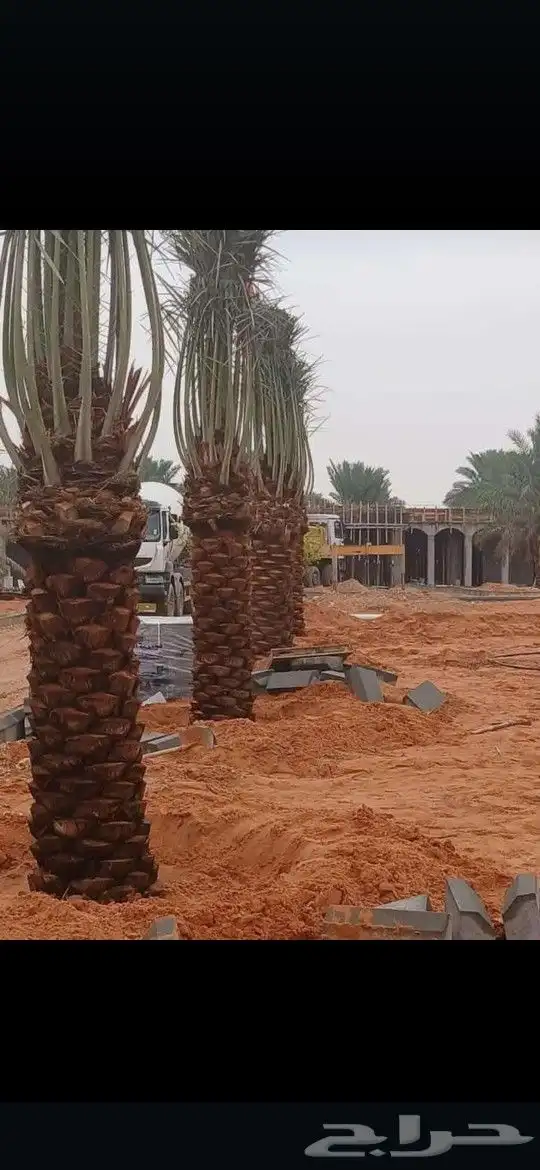 نورد جميع انواع النخيل مكه المكرمه نخيل سكري خلاص برحي منيفي 5