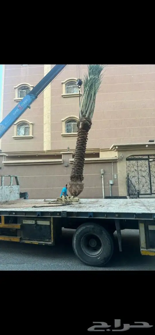 نورد جميع انواع النخيل مكه المكرمه نخيل سكري خلاص برحي منيفي 6