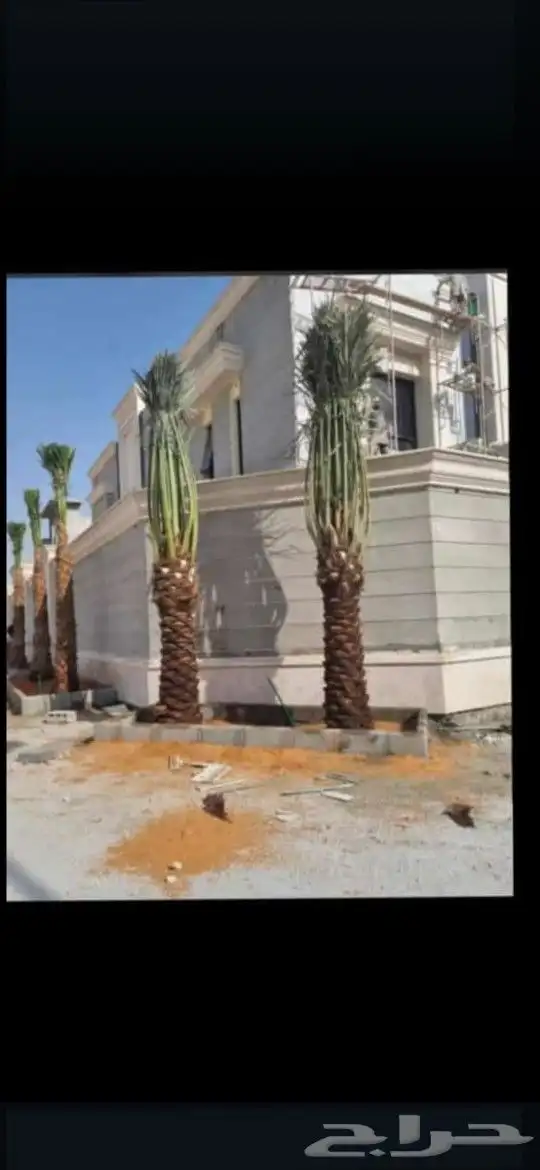 نورد جميع انواع النخيل مكه المكرمه نخيل سكري خلاص برحي منيفي 4