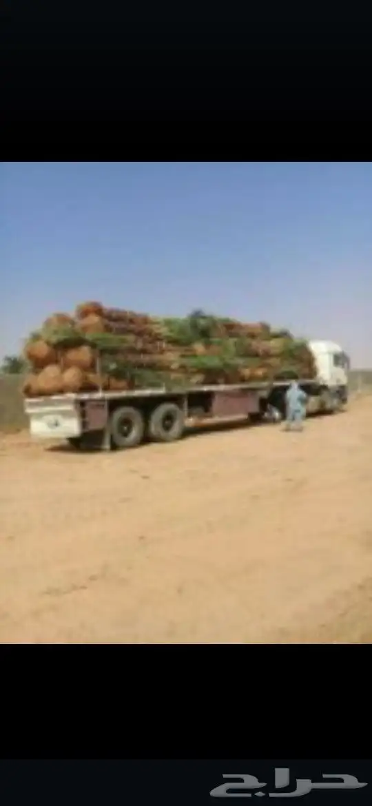 نورد جميع انواع النخيل مكه المكرمه نخيل سكري خلاص برحي منيفي 3