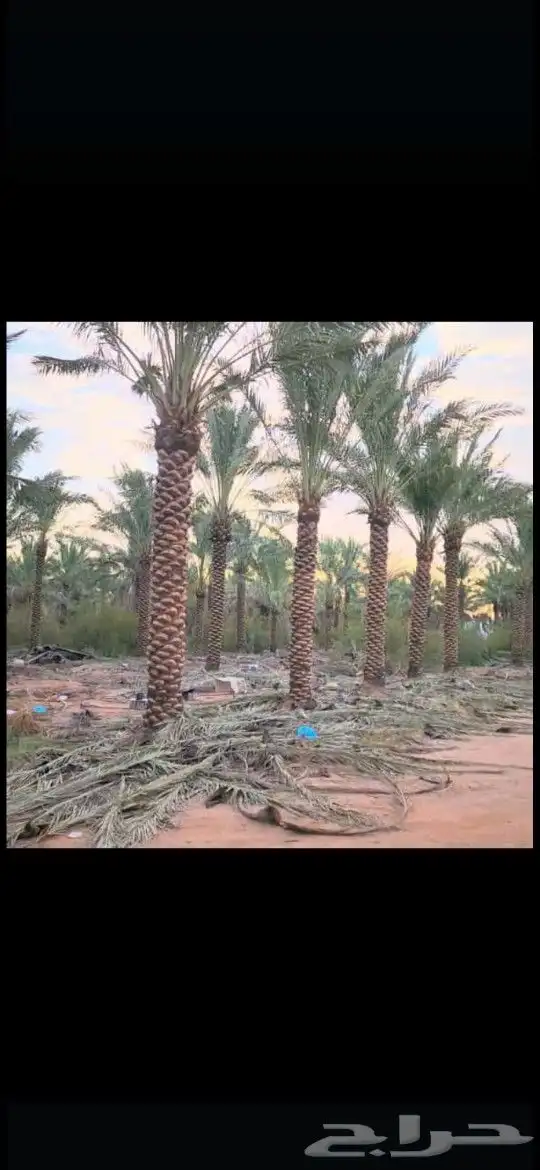 نورد جميع انواع النخيل مكه المكرمه نخيل سكري خلاص برحي منيفي 1