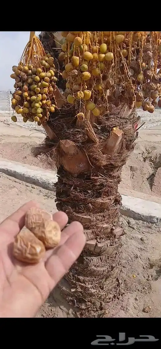 نورد جميع انواع النخيل مكه المكرمه نخيل سكري خلاص برحي منيفي 0