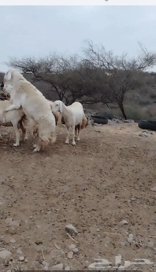فحل حري صنف تم البيع 4