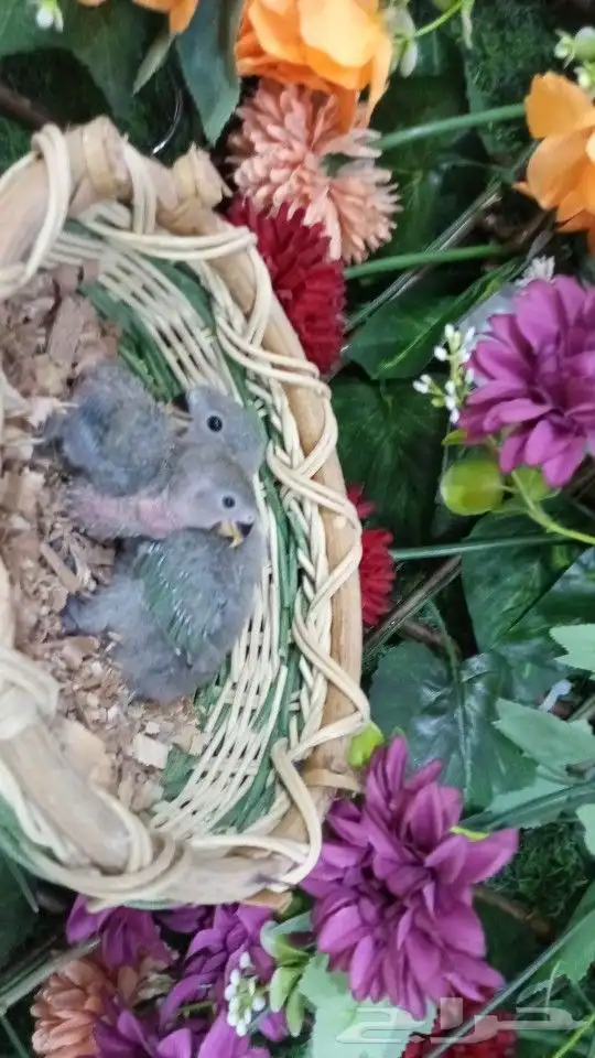 فروخ روز 1