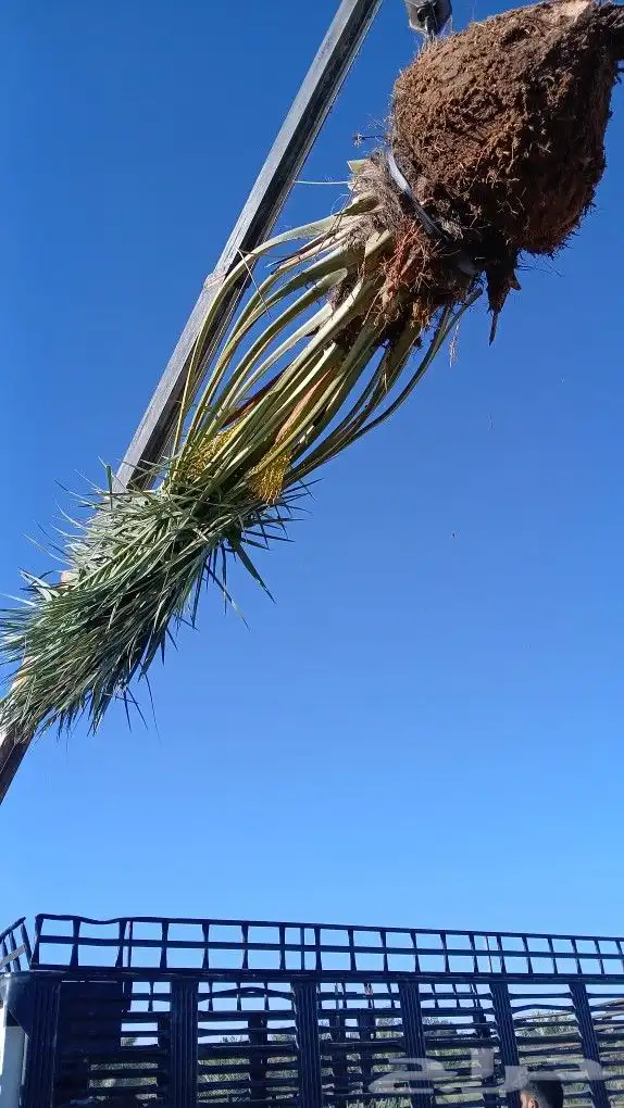 نخل للبيع 7