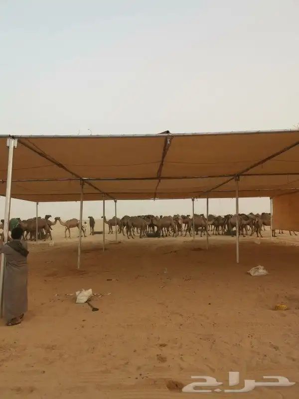 مظلات غنم ومضلات ابل وجميع انواع المضلات وجميع انوع الاغطي 1