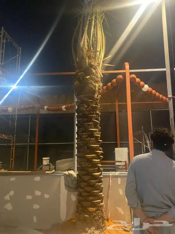 نخل واشنطن للبيع 1