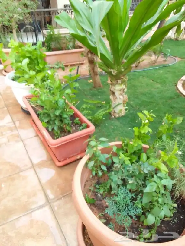 تنسيق حدائق 3