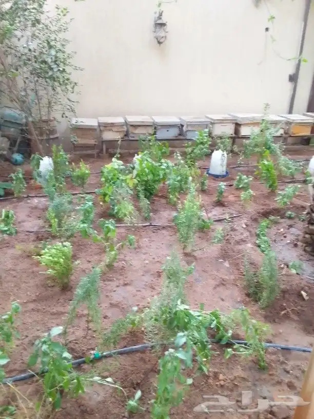 تنسيق حدائق 8